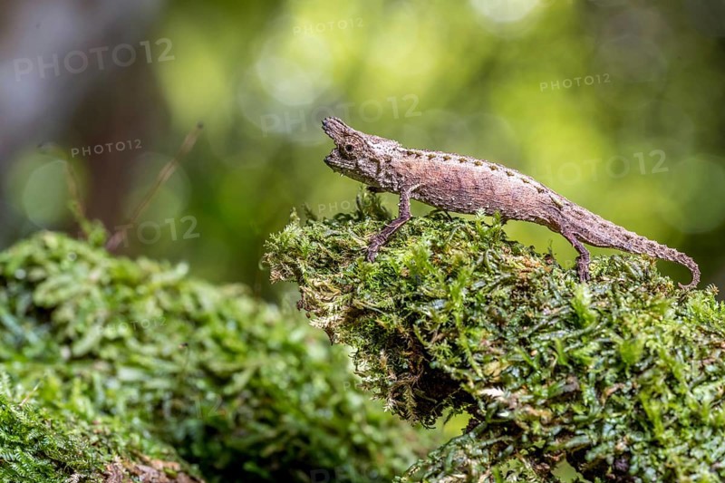 Marojejy Earth Chameleon