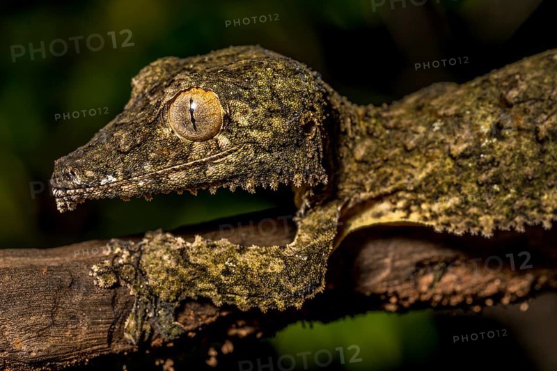 Henkel's flat-tailed gecko