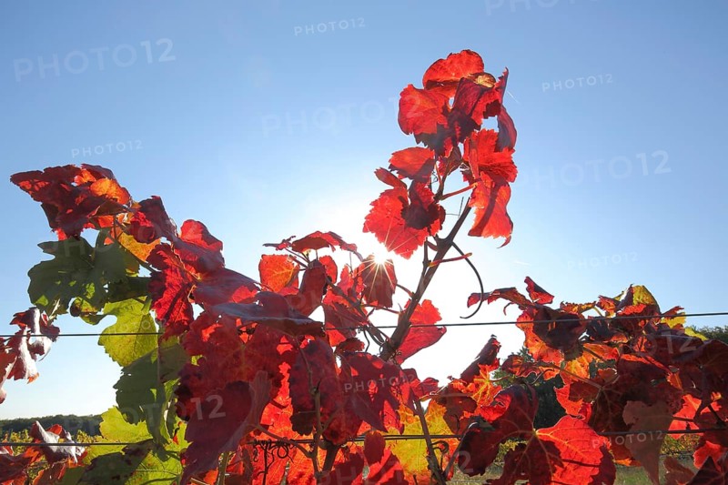 Grape vine