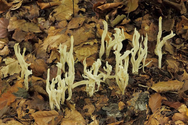 Comb-shaped coral