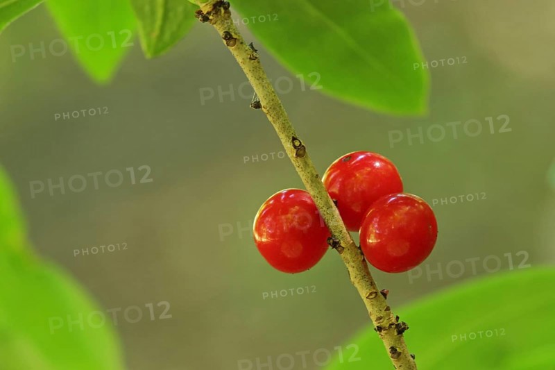 Mezereon
