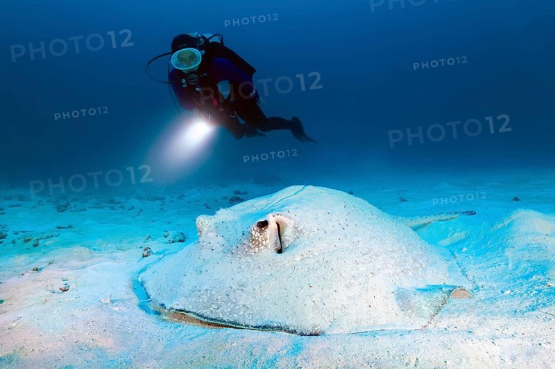 Diver with a torch observes hogfish