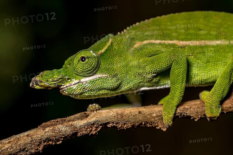 Petters petter's chameleon