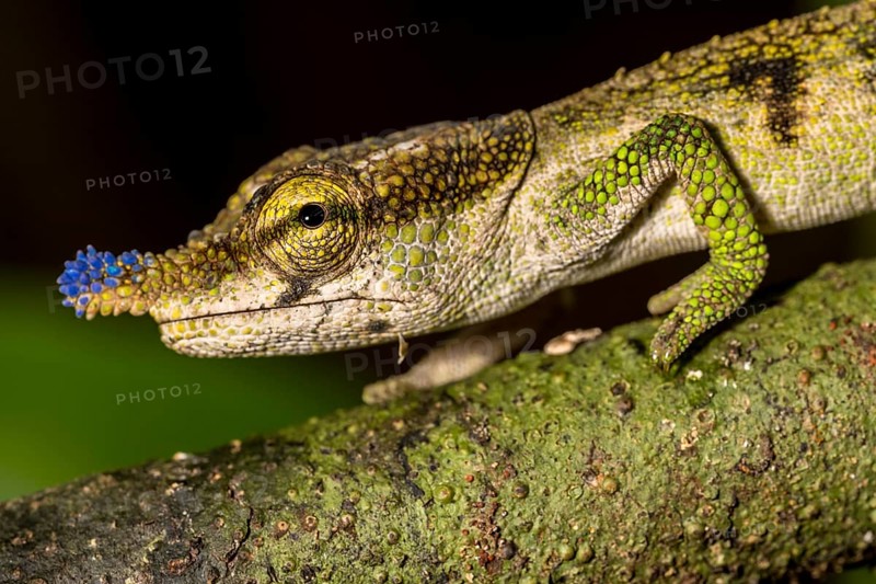 Blue-nosed Chameleon