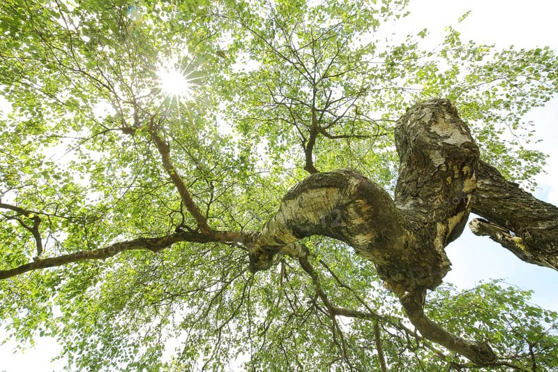 Sunbeams through hanging birch