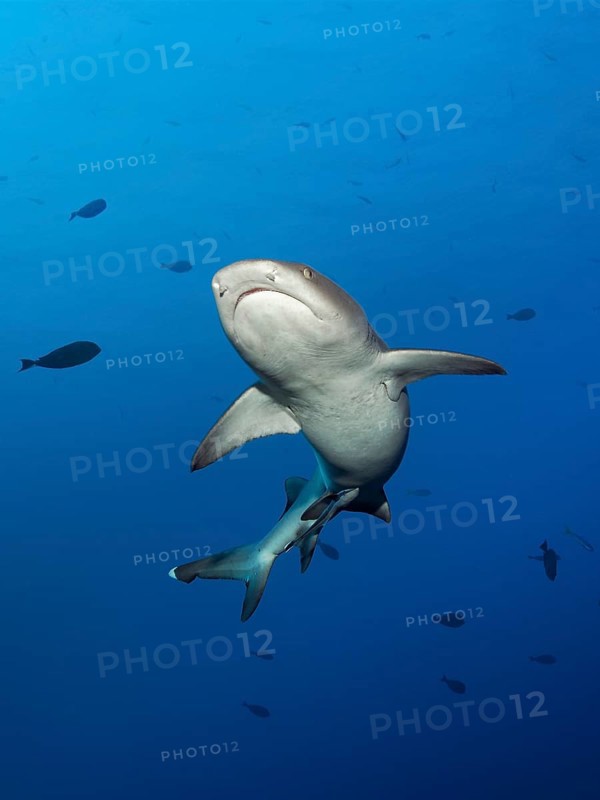 Whitetip reef shark