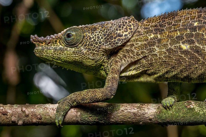 Malthes elephant-eared chameleon