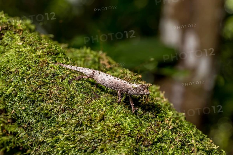 Marojejy Earth Chameleon