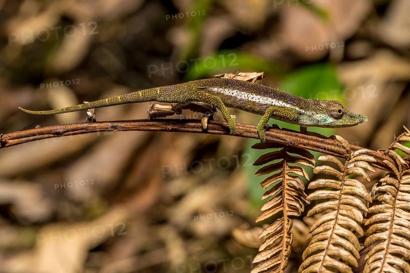 Radama calumma radamanus