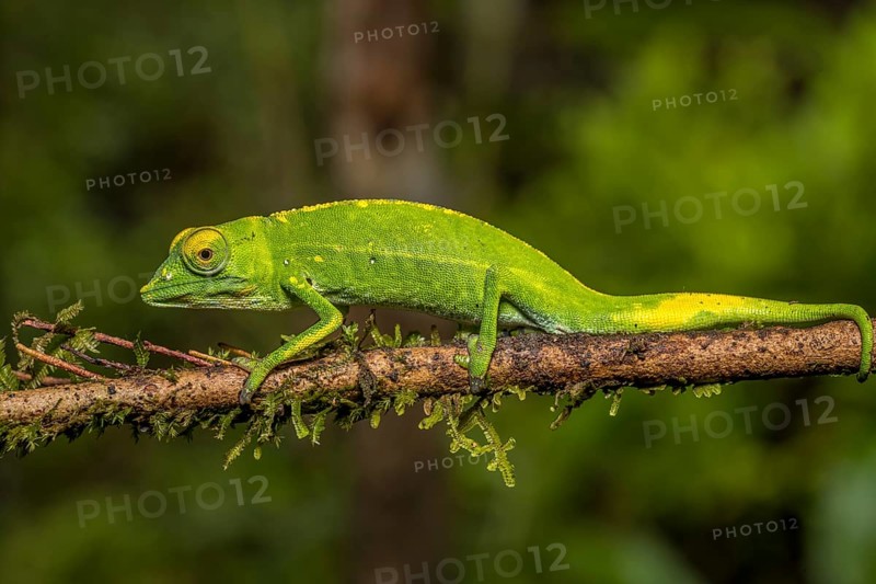 Marojejy chameleon