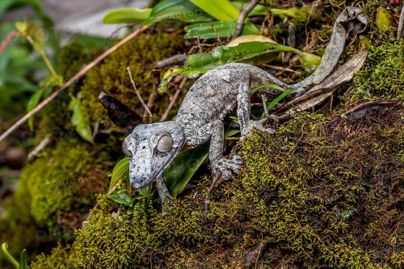 Giant leaf-tailed gecko