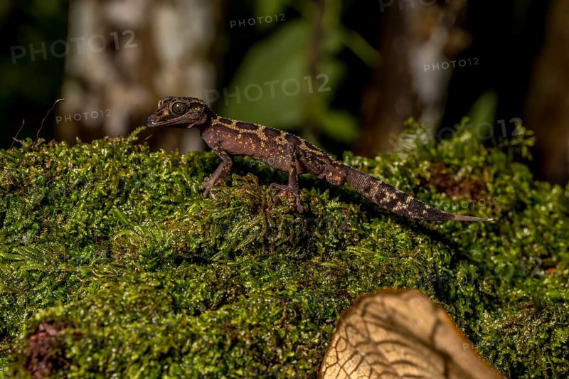 Graceful madagascar ground gecko