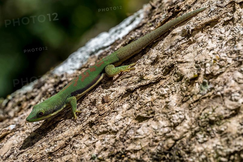 Striped day gecko