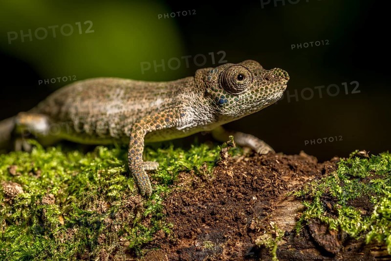 Radama calumma radamanus