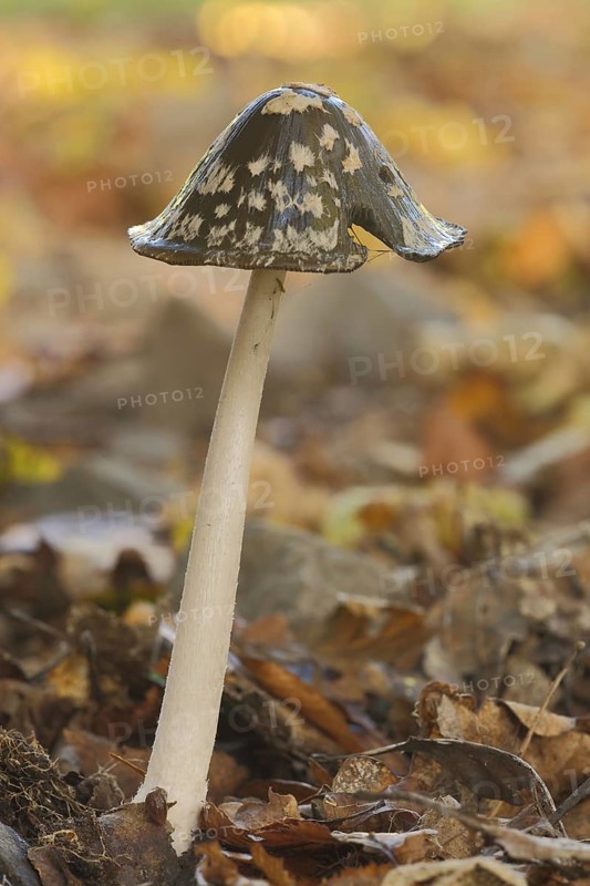 Coprinopsis picacea