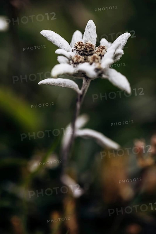 Alpine edelweiss