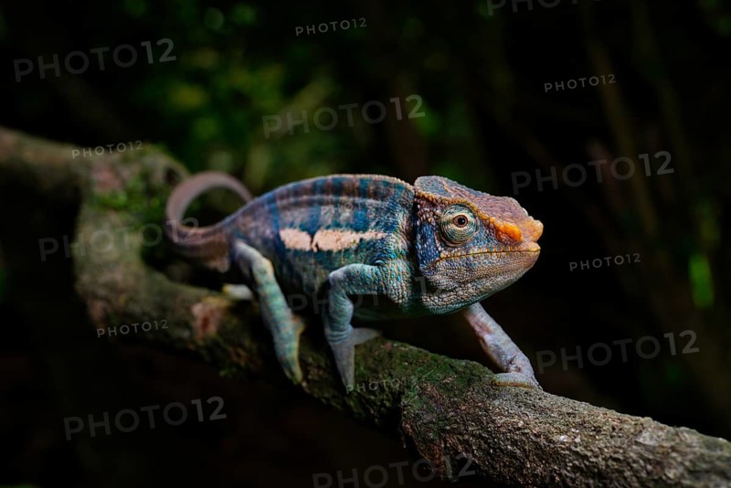 A male Montagne d Ambre amber chamaeleon