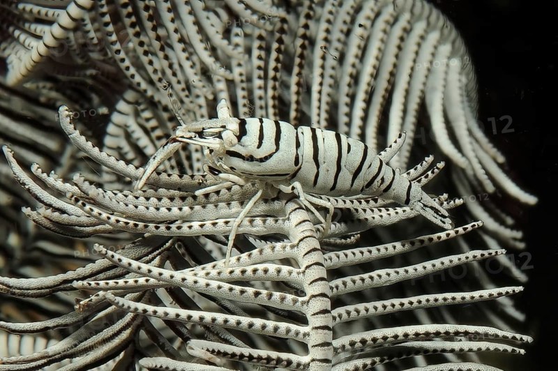 Camouflaged feather star