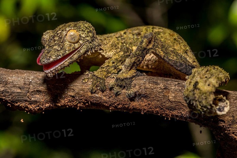 Henkel's flat-tailed gecko