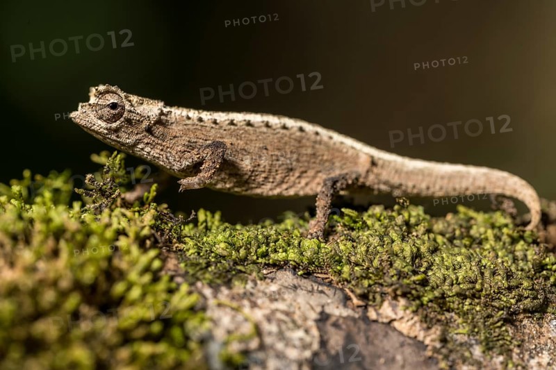 Montagne d Ambre Earth Chameleon