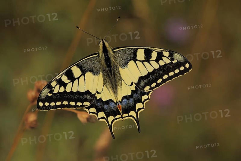 Swallowtail