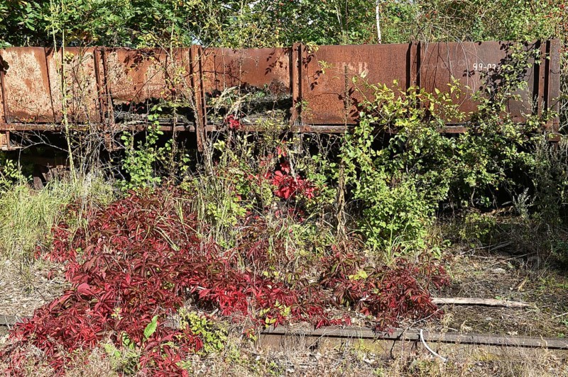 Harzer Schmalspurbahn goods wagon on a siding