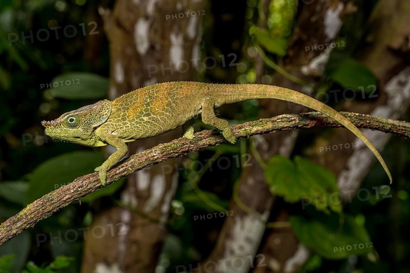 Malthes elephant-eared chameleon