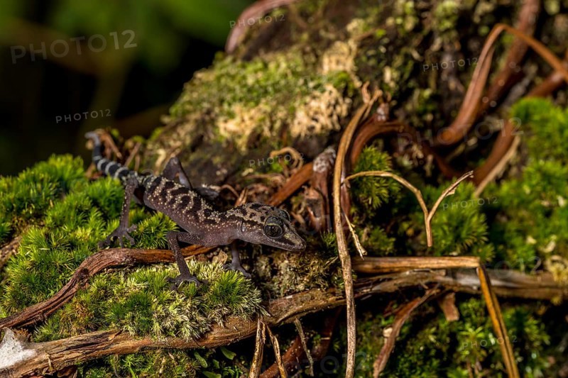 Graceful madagascar ground gecko