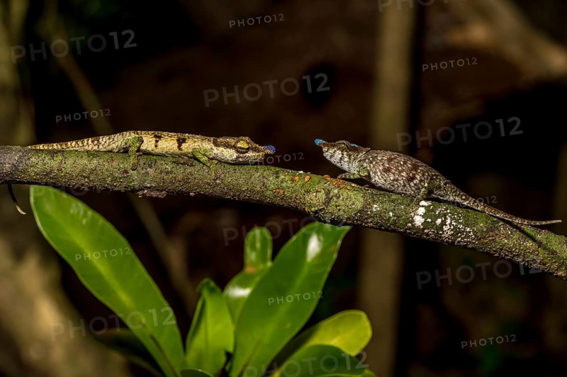 Blue-nosed Chameleon