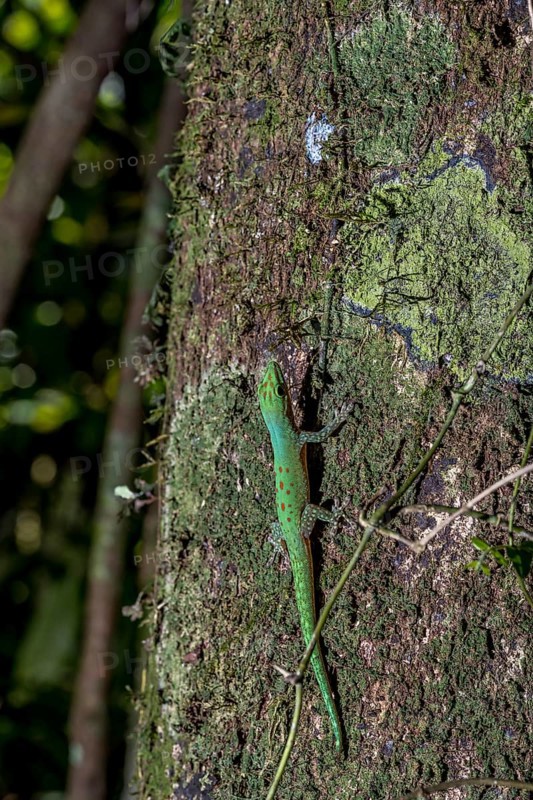 Day gecko