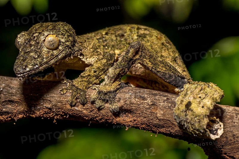 Henkel's flat-tailed gecko