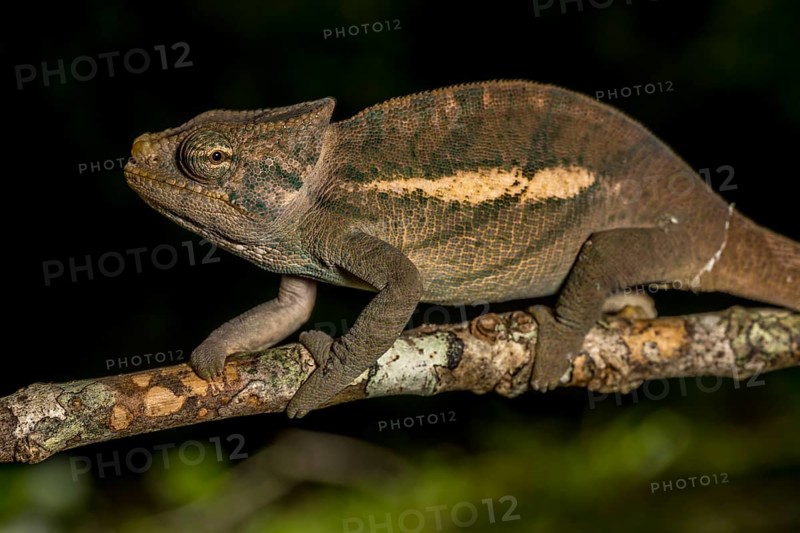 Amber Mountain amber chamaeleon