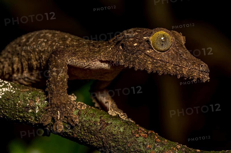 Mossy leaf-tailed gecko