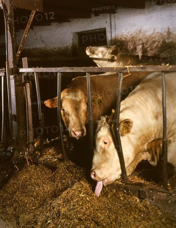 Small farmers in agriculture