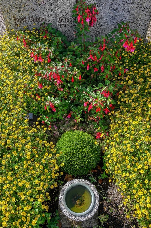 Grave with fuchsias