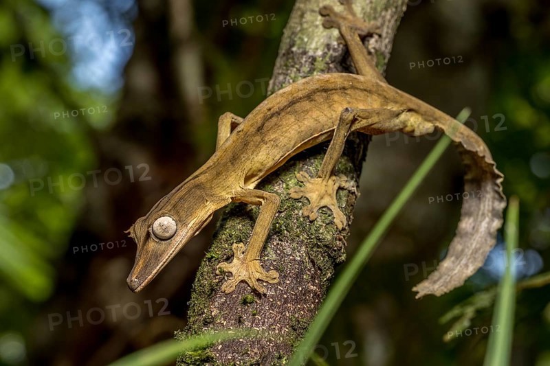 Striped lined leaf-tailed gecko