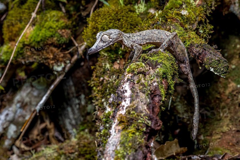 Giant leaf-tailed gecko