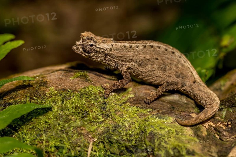 Montagne d Ambre Earth Chameleon