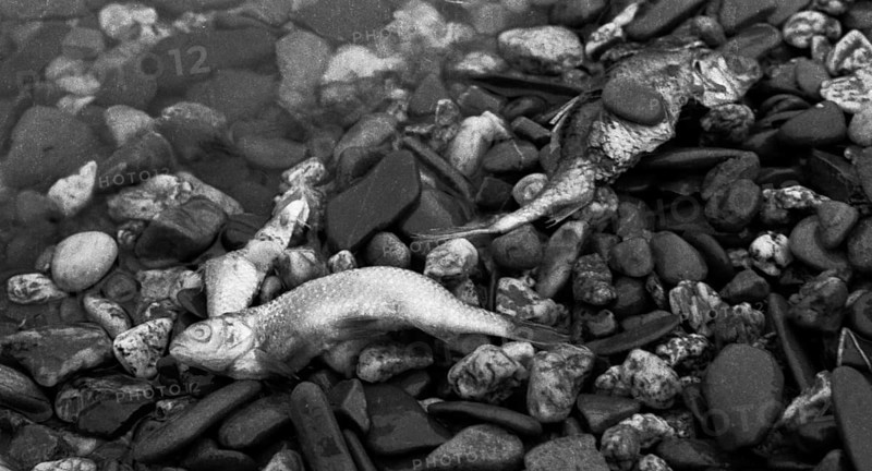 The poison accident on the Rhine