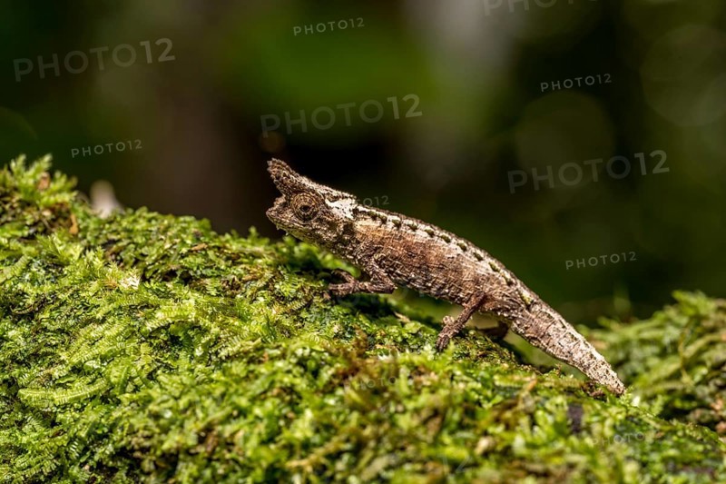 Marojejy Earth Chameleon