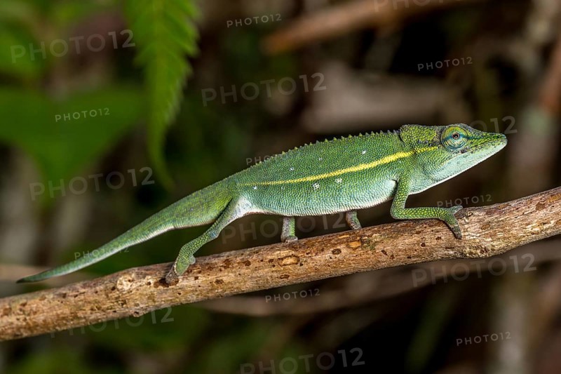 (Calumma guillaumeti), Marojejy National Park, Madagascar, Africa