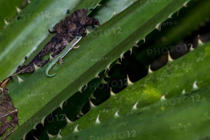 Roesler's day gecko