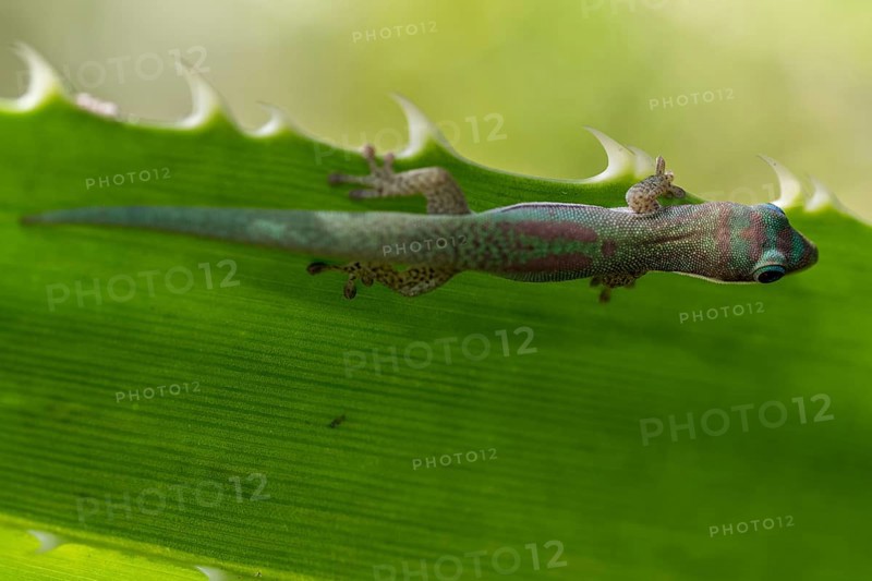 Roesler's day gecko