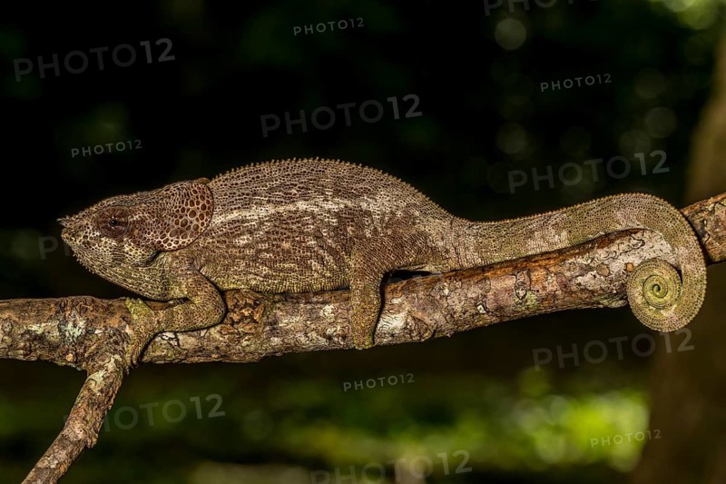 Amber Mountain amber chamaeleon
