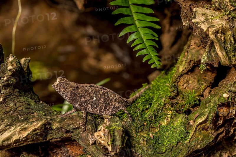 Antakarana ground chameleon