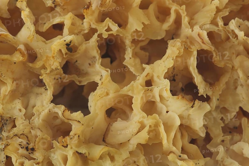 Detail of Detail of Ruffled Hen