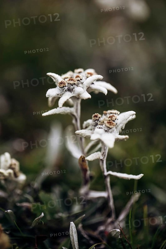Alpine edelweiss
