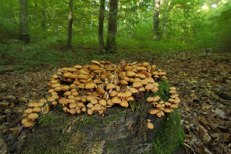 Sheathed woodtuft