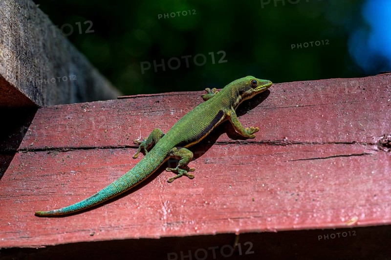 Striped day gecko