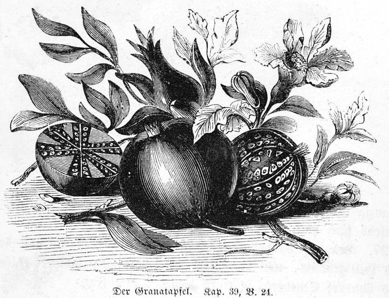 Pomegranate